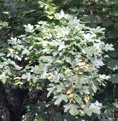 field maple