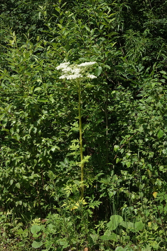 Pleurospermum uralense, photograph 1