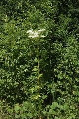 Pleurospermum uralense