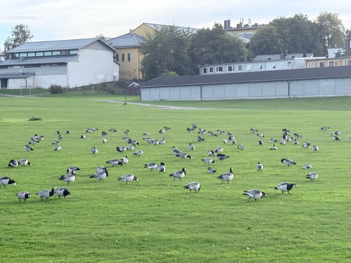 Barnacle Goose