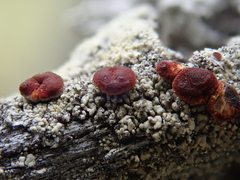 Ophioparma rubricosa