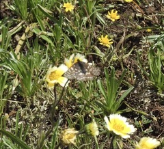 Euphydryas editha bayensis