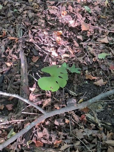 bloodroot