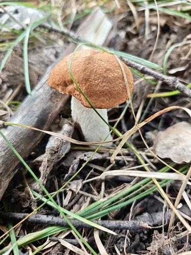 Leccinum leucopodium