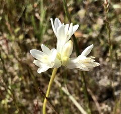 Dipterostemon capitatus