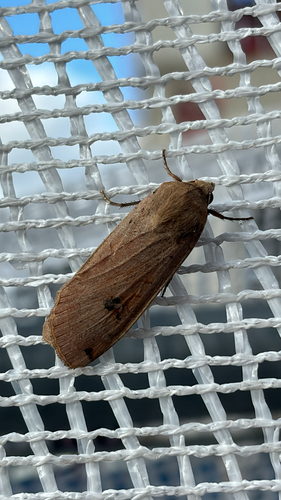 Large Yellow Underwing