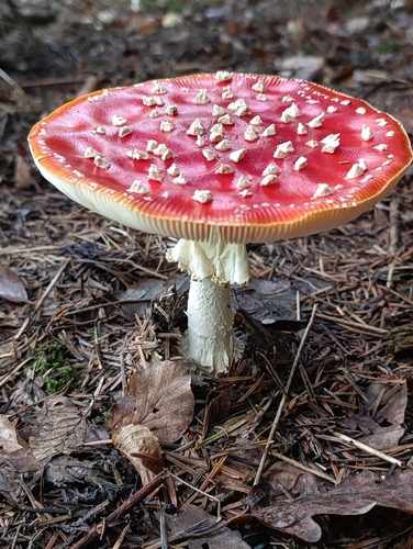 Fly Agaric