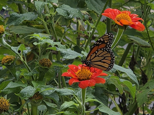 Monarch