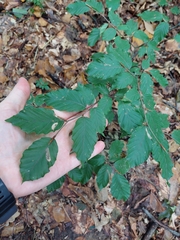 Fagus sylvatica, photograph (c) Viktor Strenada, some rights reserved (CC BY)