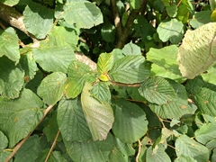 Corylus avellana, photograph (c) Sabarni Sarker, some rights reserved (CC BY)