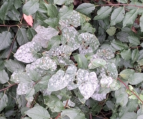 Bindweed Powdery Mildew