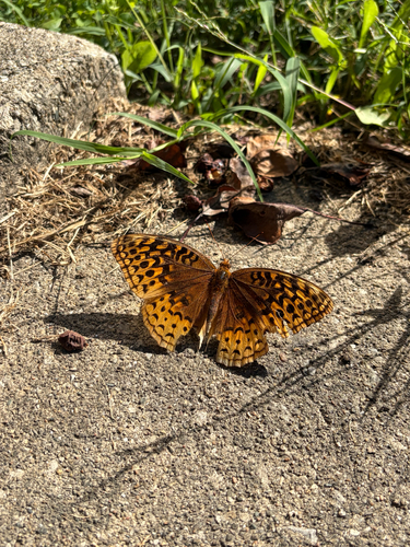 Great Spangled Fritillary