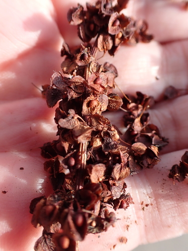 Rumex crispus, photograph 6