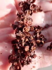Rumex crispus, photograph author not stated, no rights reserved