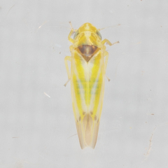 Erythridula penenoeva