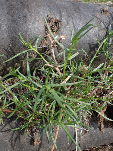 Senecio inaequidens