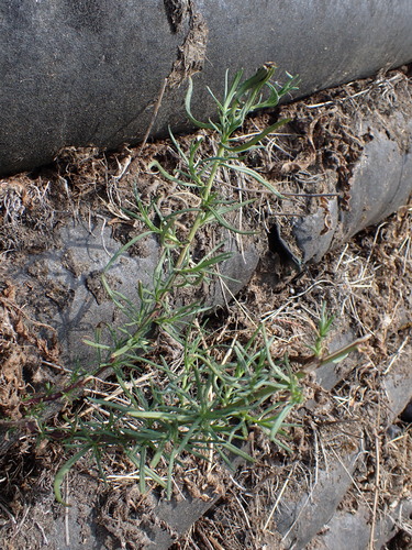 Senecio inaequidens, photograph 2