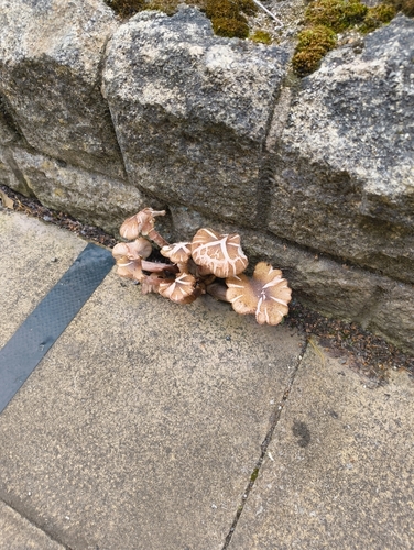 Honey Mushroom