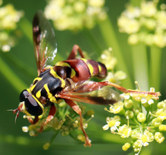 Meromacrus gloriosus