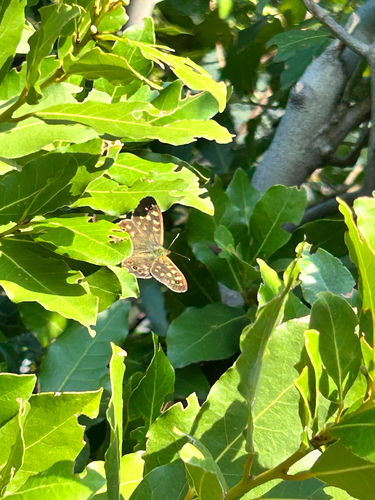 Speckled Wood
