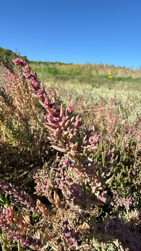 Herbaceous Seepweed
