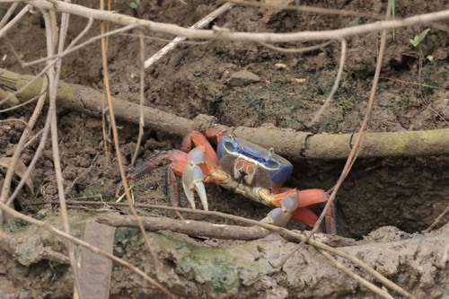 African Rainbow Crab