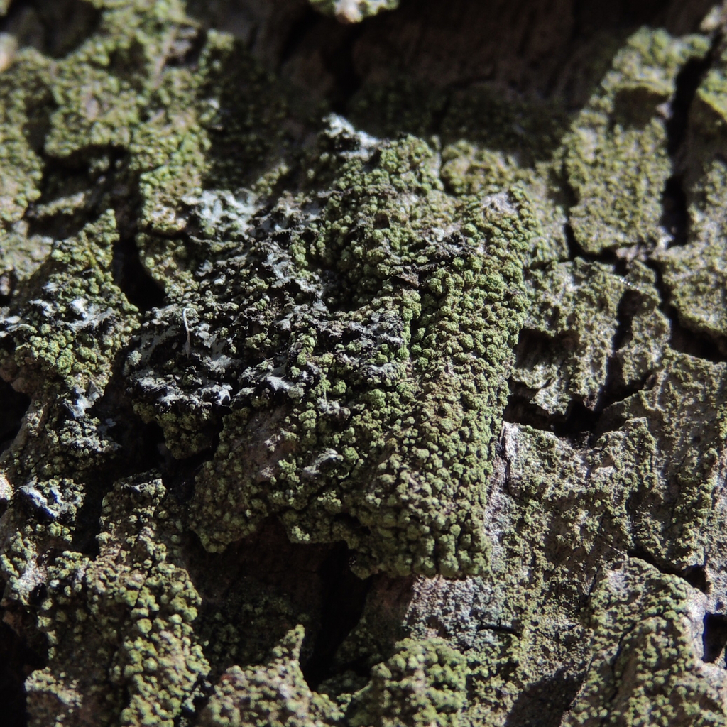 Dot Lichens