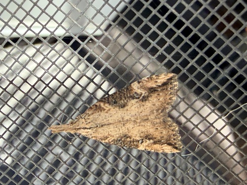 Sooty Snout