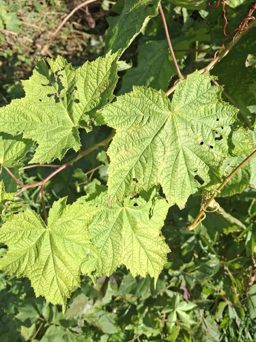purple-flowered raspberry