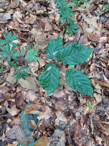 Fagus sylvatica, photograph 5