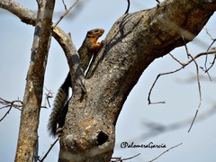 Notocitellus annulatus