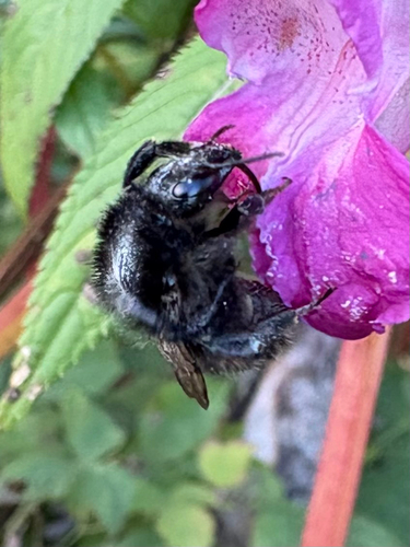 Brown-banded Carder-Bumble bee