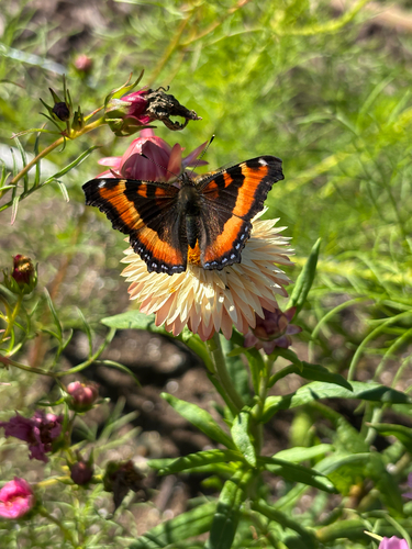 Milbert's Tortoiseshell