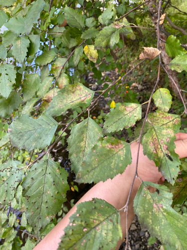Betula nigra, photograph 2