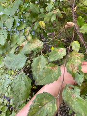 Betula nigra, photograph author not stated, no rights reserved