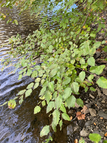 Betula nigra, photograph 3