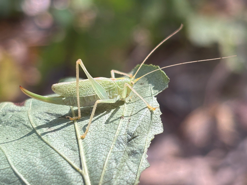Oak Bush-cricket