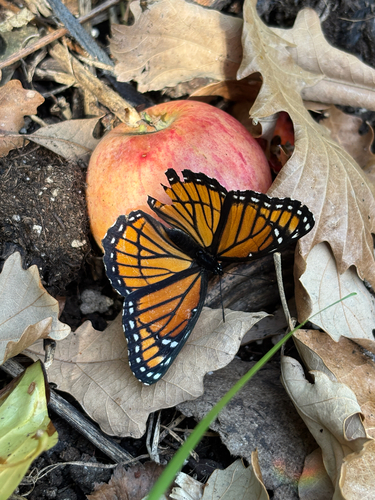 Viceroy