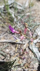 Astragalus casei