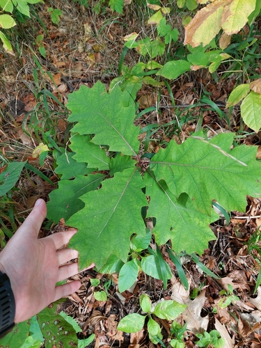 Quercus rubra, photograph 2