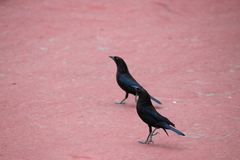 Molothrus aeneus