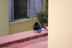 Molothrus aeneus