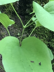 Smilax ecirrhata