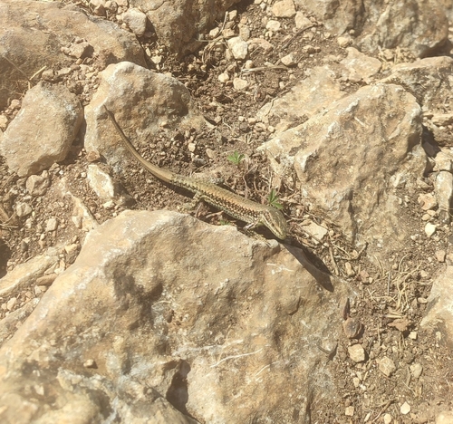 Common Wall Lizard