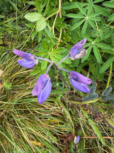 Lupinus nootkatensis