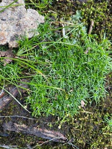 Sagina procumbens, photograph 3