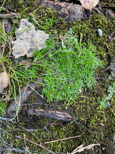 Sagina procumbens, photograph 4
