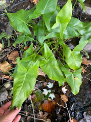 Peltandra virginica, photograph author not stated, no rights reserved