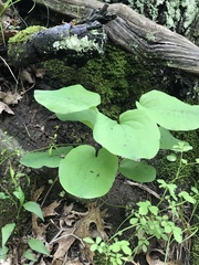 Smilax ecirrhata