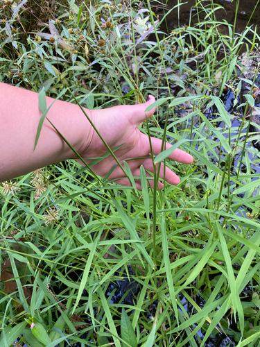 Leersia oryzoides, photograph 2